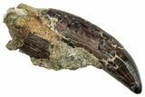 Rooted, Cretaceous Crocodilian Tooth - Hell Creek Formation #263380-1